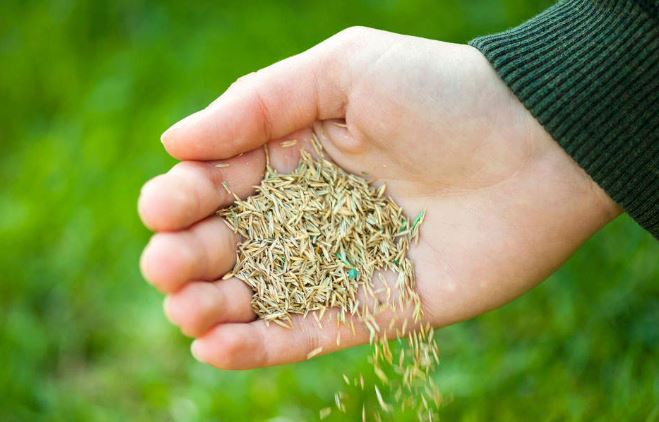 how to grow grass from seed guide